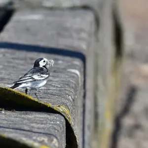 CM30 9841 Pied Wagtail