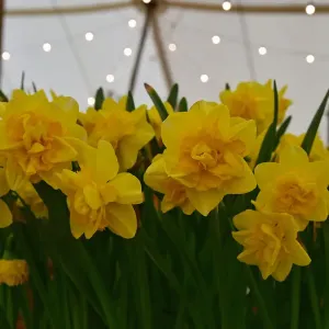 CM32 6269 Daffodils Print, a photograph of classic cars in an eatery CM32 6269 Daffodils Print, a photograph of classic cars in an eatery