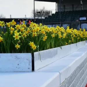 CM32 6316 Daffodils on top of the chicane