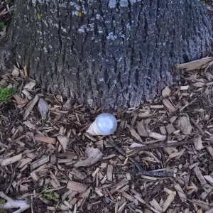 CM32 6323 Light bulb planted
