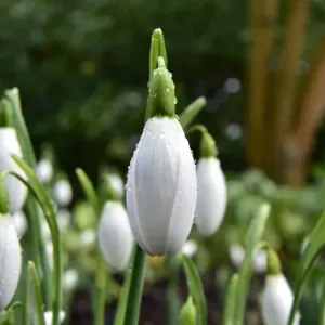 CM5 8825 flores de nieve, galanthus. CM5 8825 flores de nieve, galanthus.
