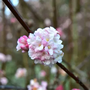 CM5 8841 viburnum bodnantense blossom CM5 8841 viburnum bodnantense blossom