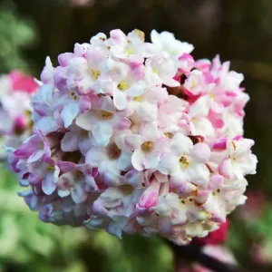 CM5 8848 viburnum bodnantense CM5 8848 viburnum bodnantense
