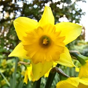CM5 8866 Daffodil