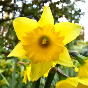 CM5 8866 Daffodil CM5 8866 Daffodil