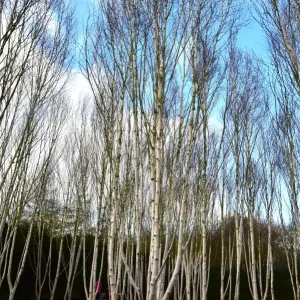 CM5 8870 Himalayan Silver Birch, Betula utilis var jaquemontii CM5 8870 Himalayan Silver Birch, Betula utilis var jaquemontii