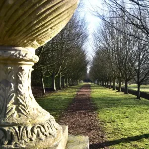 CM5 8941 low sun, avenue of trees CM5 8941 low sun, avenue of trees
