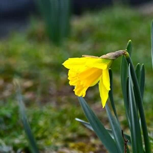CM6 1781 Daffodil