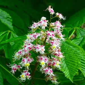 CM7 8391 Horse Chestnut, blossom CM7 8391 Horse Chestnut, blossom