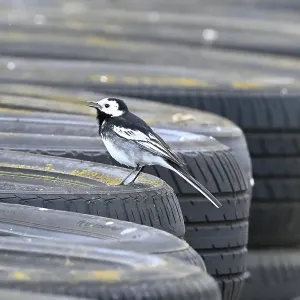 CZ2_6432 Wagtail on the tyrewall watching the racing.jpg CZ2_6432 Wagtail on the tyrewall watching the racing.jpg