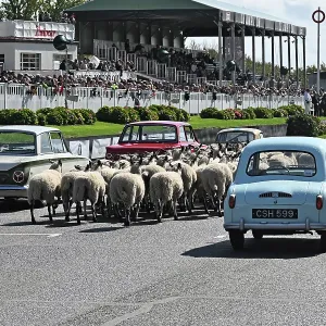 CZ4_6806 Sheep on the grid.jpg CZ4_6806 Sheep on the grid.jpg