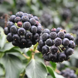 DSC 9917 Hedera Hibernica DSC 9917 Hedera Hibernica