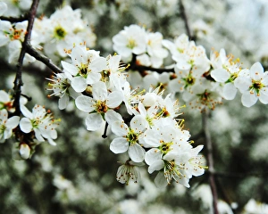 Countryside Prints: CJ1 1395 01 May Blossom