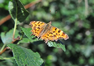 Prints of Comma butterfly, Polygonia c-album Beautiful England Prints: CJ1 8841 Comma butterfly A4 ratio