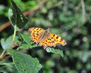 CJ1 8841 Comma butterfly, Polygonia c-album, Imperial ratio