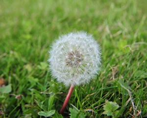 CJ1 9381 Dandelion