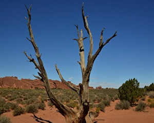 Scenic Views Prints: CJ3 3428 Lone Tree