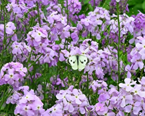 Countryside Prints: CJ3 8465 Pieris brassicae, Cabbage white Butteryfly