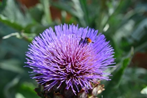 Prints of bee, Cardoon flower, Cynara cardunculus Beautiful England Prints: CJ4 4964 Bee on Cardoon flower