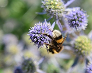 Countryside Prints: CJ4 5004 Bee on Sea Holly