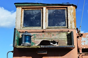Countryside Prints: CJ5 2014 Its a cats life