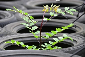 Brands Hatch Bonanza Meeting - June 2016 Prints: CM13 7191 A rubber tree maybe