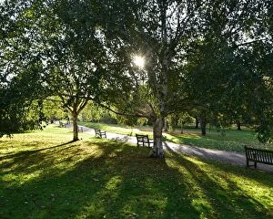 Beautiful England Collection: CM17 2165 Early morning sun through the trees