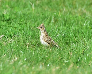 CM18 3539 Skylark