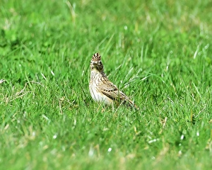 Nature Prints: CM18 3541 Skylark