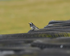 Mini Festival, Snetterton, May 2017 Prints: CM19 1635 Pied Wagtail