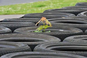 Trees Prints: CM2 8132 Tree in a tyre