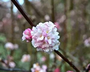 Beautiful England Collection: CM5 8841 viburnum bodnantense blossom