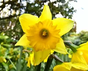 Beautiful England Collection: CM5 8866 Daffodil