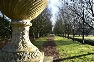 Beautiful England Collection: CM5 8941 low sun, avenue of trees