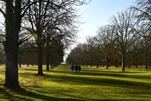 Beautiful England Collection: CM5 8952 Sun through the trees