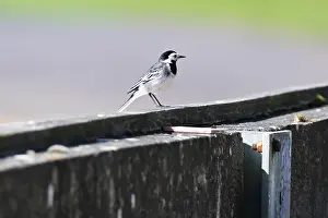 National Circuit Prints: CZ1_3989 Pied Wagtail.jpg