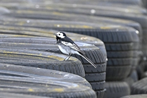 Jcw 275hp Prints: CZ2_6432 Wagtail on the tyrewall watching the racing.jpg