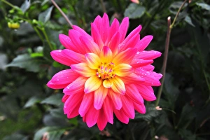 DSC 8687 Dahlia Pink Pastelle