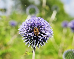 Prints of Bee on Allium, Ornamental Onion, bee Beautiful England Prints: DSC1752 Bee on Allium